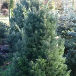 Abies alba 'Pyramidalis'