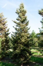 Abies koreana 'Luminetta'