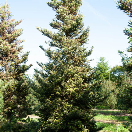 Abies koreana 'Luminetta'