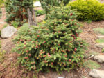 Abies cephalonica 'Meyer´s Dwarf'