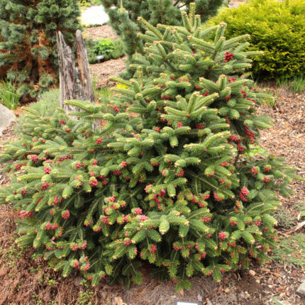 Abies cephalonica 'Meyer´s Dwarf'