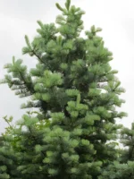Abies concolor 'Violaceae'