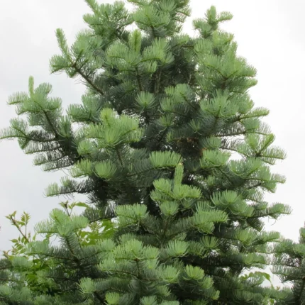 Abies concolor 'Violaceae'