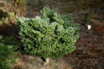 Abies koreana 'Brevifolia'