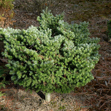Abies koreana 'Brevifolia'