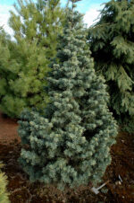 Abies concolor 'Compacta'