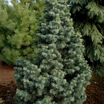 Abies concolor 'Compacta'