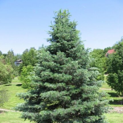 Abies concolor 'Archer's Dwarf'