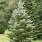 Abies koreana 'Silberlocke'