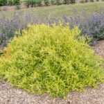 Caryopteris clandonensis 'Worcester Gold'