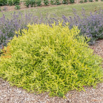 Caryopteris clandonensis ´Worcester Gold´