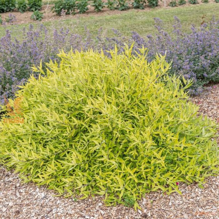 0028691_bradatec-worcester-gold