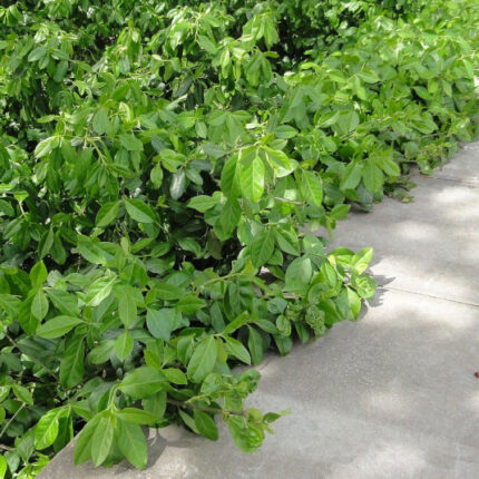 Euonymus šťavelový 'Dartova deka'