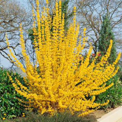 Fotsythia x intermedia 'Lynwood'