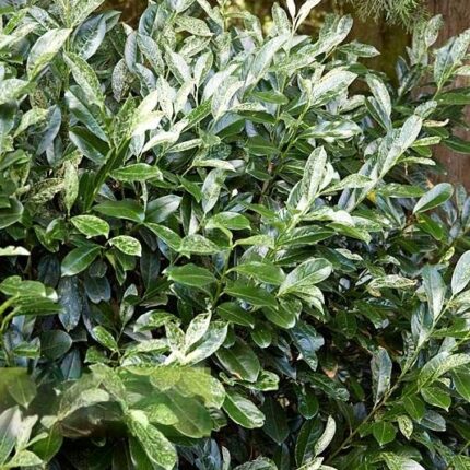 Slivka vavrínová 'Ivory'