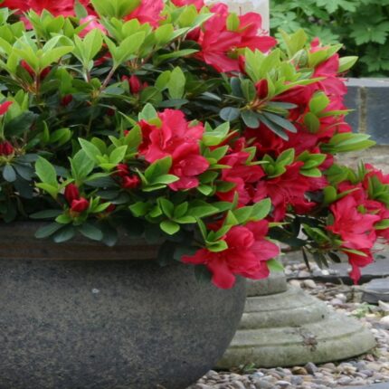 Azalea japonica 'Arabesk'