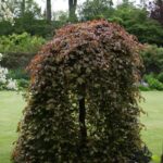 Buk lesný 'Purpurea Pendula'