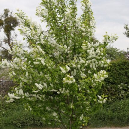 Prunus padus 'Watereri'