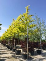 Gledíčia trojtŕňová 'Sunburst'