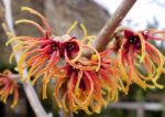 Hamamelis x intermedia 'Aphrodite'