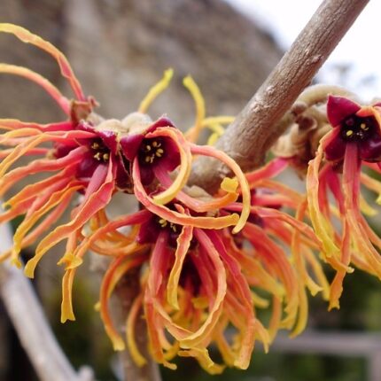 Hamamelis x intermedia 'Aphrodite'