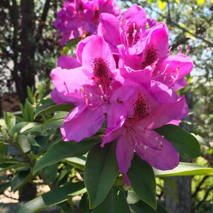 Rhododendron Azzuro