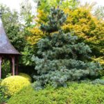 Pinus parviflora 'Glauca'