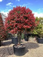 Photinia x fraseri Red Robin tvar špalier