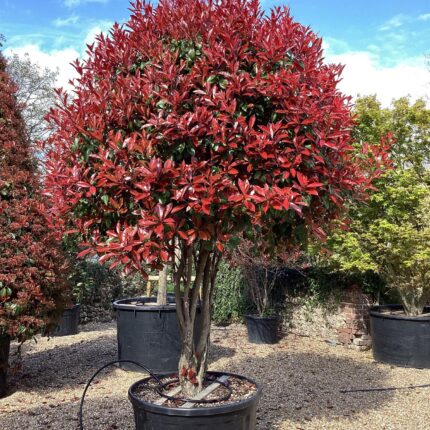 Photinia x fraseri Red Robin tvar špalier