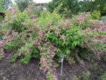 Deutzia x hybrida 'Strawberry Fields'
