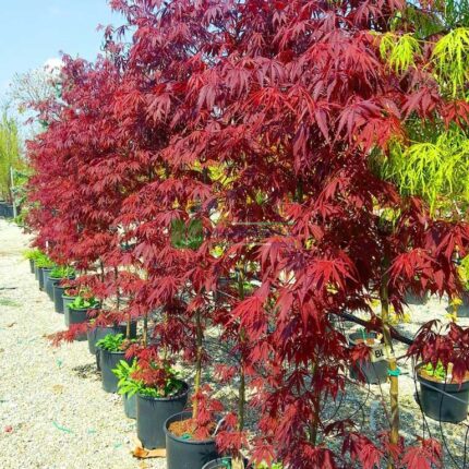 Japonský javor 'Burgundy Lace'