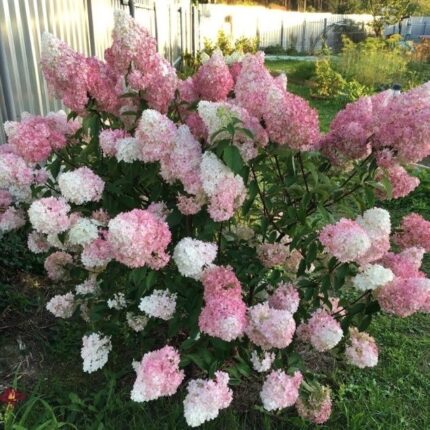 Hydrangea paniculata 'Pink Lady'
