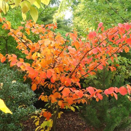 Hamamelis x intermedia 'Jelena'