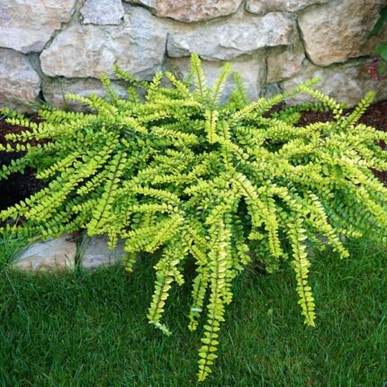 Zimolez nitidný 'Zlatý lesk'