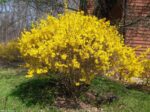 Fotsythia x intermedia 'Mini Gold'