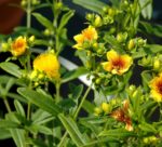 Hypericum x kalmanium 'Gemo'