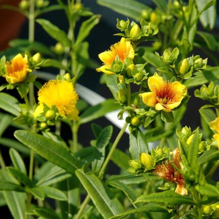 Hypericum x kalmanium 'Gemo'