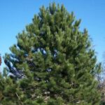 Pinus nigra