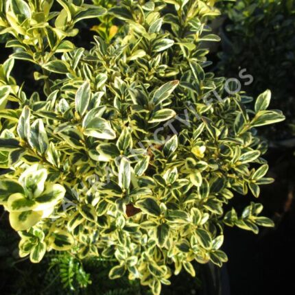 Buxus sempervirens 'Aureovariegata'