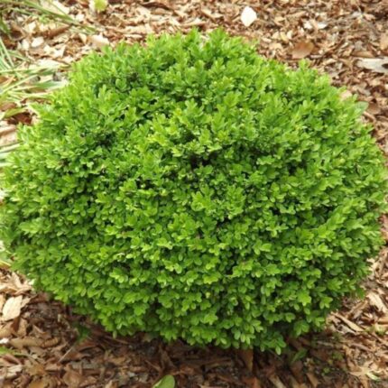 Buxus sempervirens 'Sufruticosa'