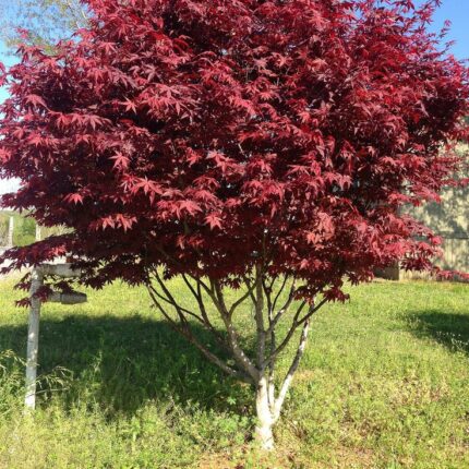 Japonský javor 'Bloodgood'