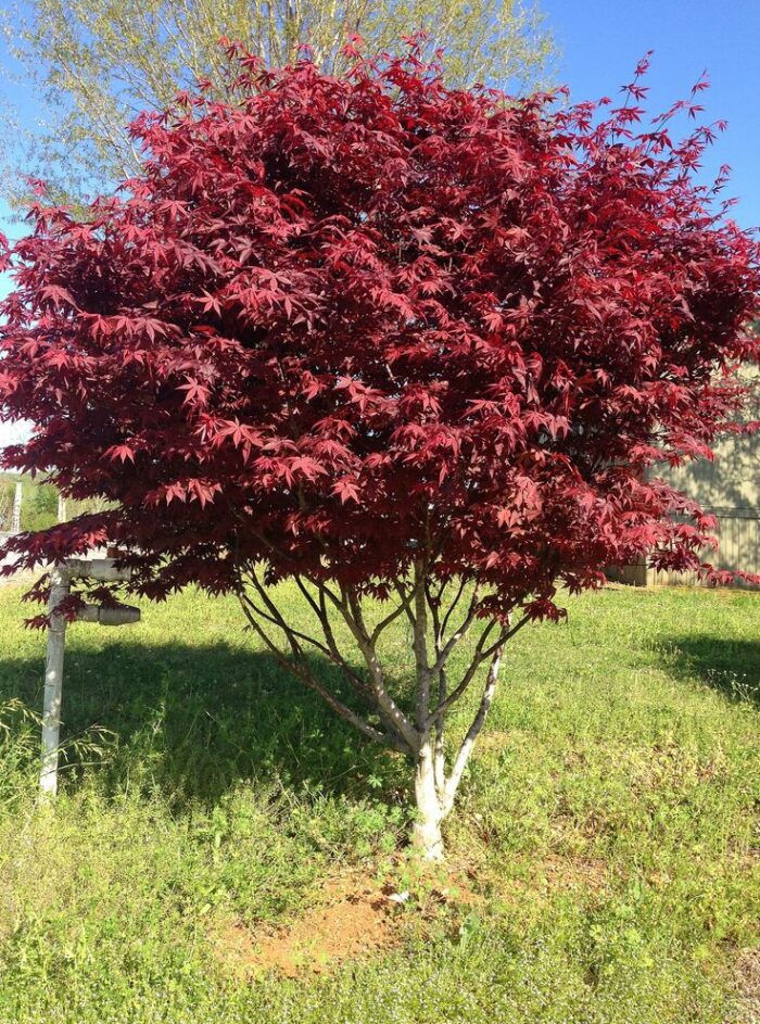 BloodgoodJ.Maple