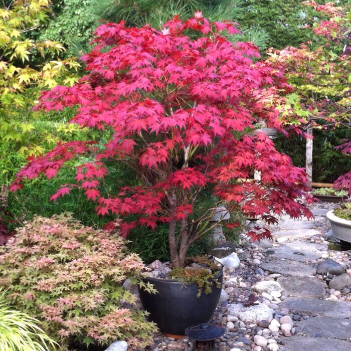 Bloodgood_Japanese_Maple_1_FGT