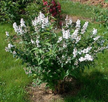 Deutzia scabra 'Pride of Rochester'