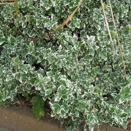Euonymus šťavelový 'Emerald Gaiety'