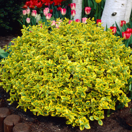 Euonymus fortunei 'Emerald Gold'