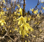 Forsythia viridissima 'Bronxensis'
