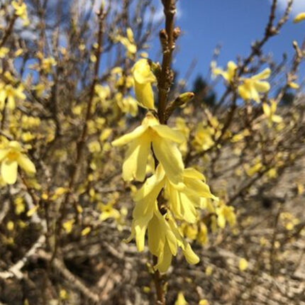 Forsythia viridissima 'Bronxensis'