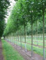 Jaseň vysoký 'Altena'