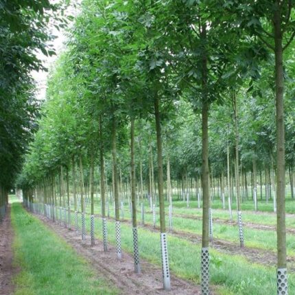 Jaseň vysoký 'Altena'